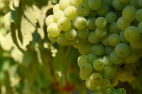 GrapeGuard - forradalom a szőlővédelemben